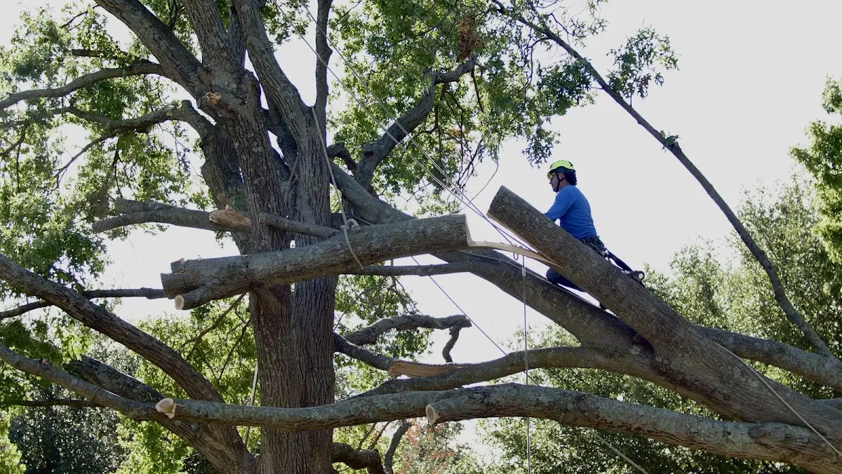 Professional Crown Thinning performed by certified arborists in Tupelo